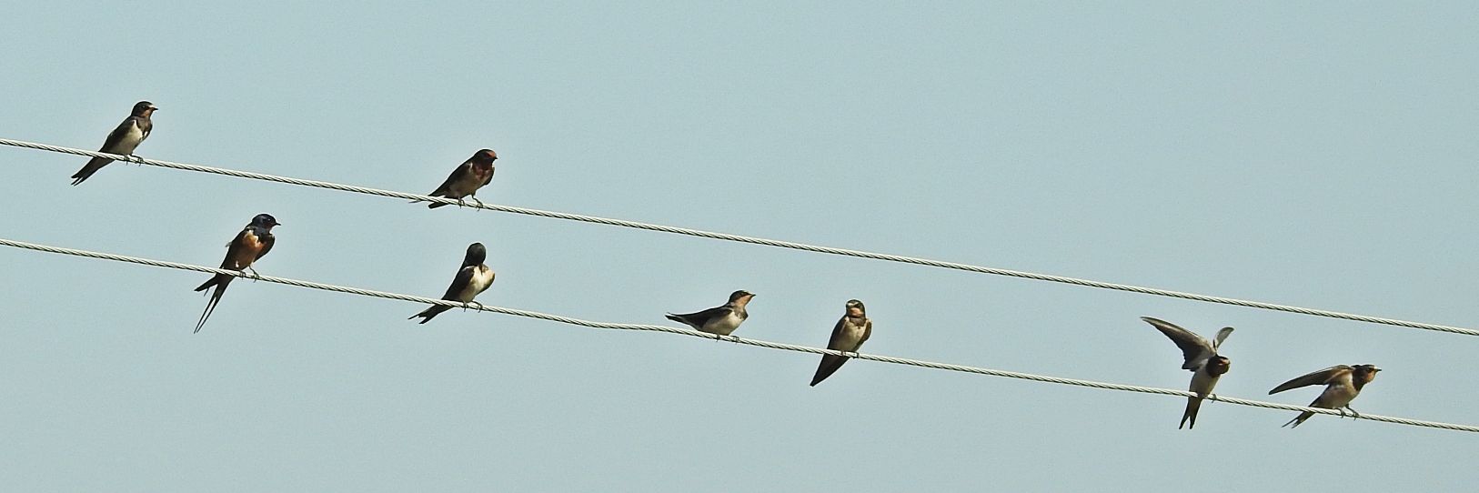 archaeobirder banner
