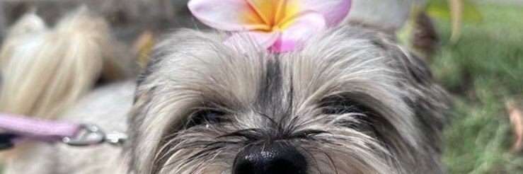 Rubymay29's profile banner image