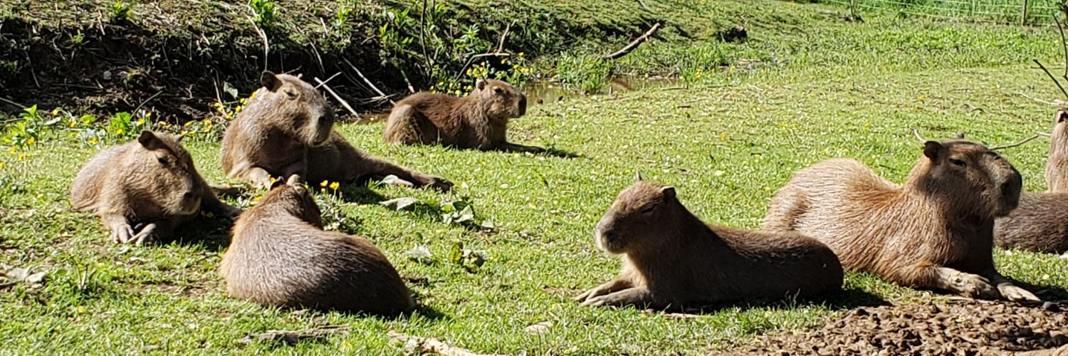 JoeJoe_Capybara's profile banner image