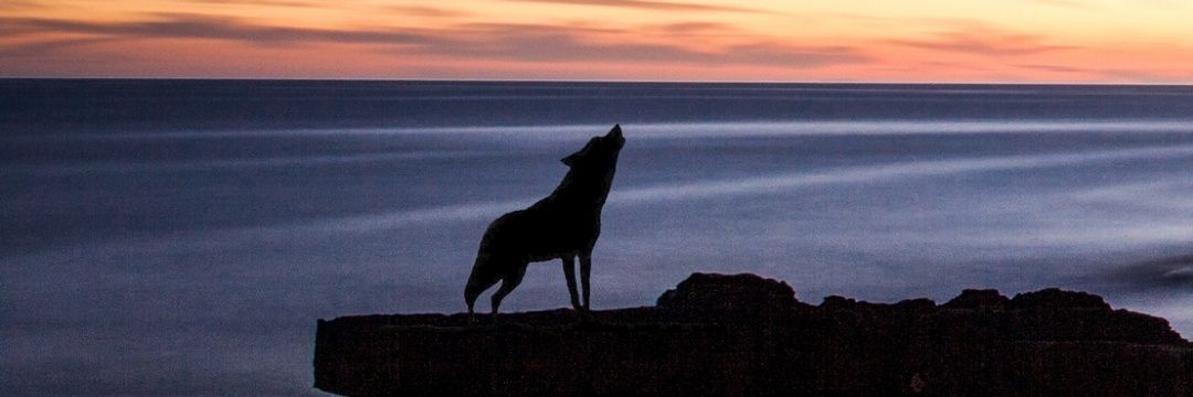 xPeppii's profile banner image