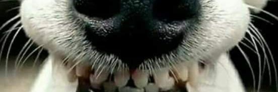 cesalejan's profile banner image