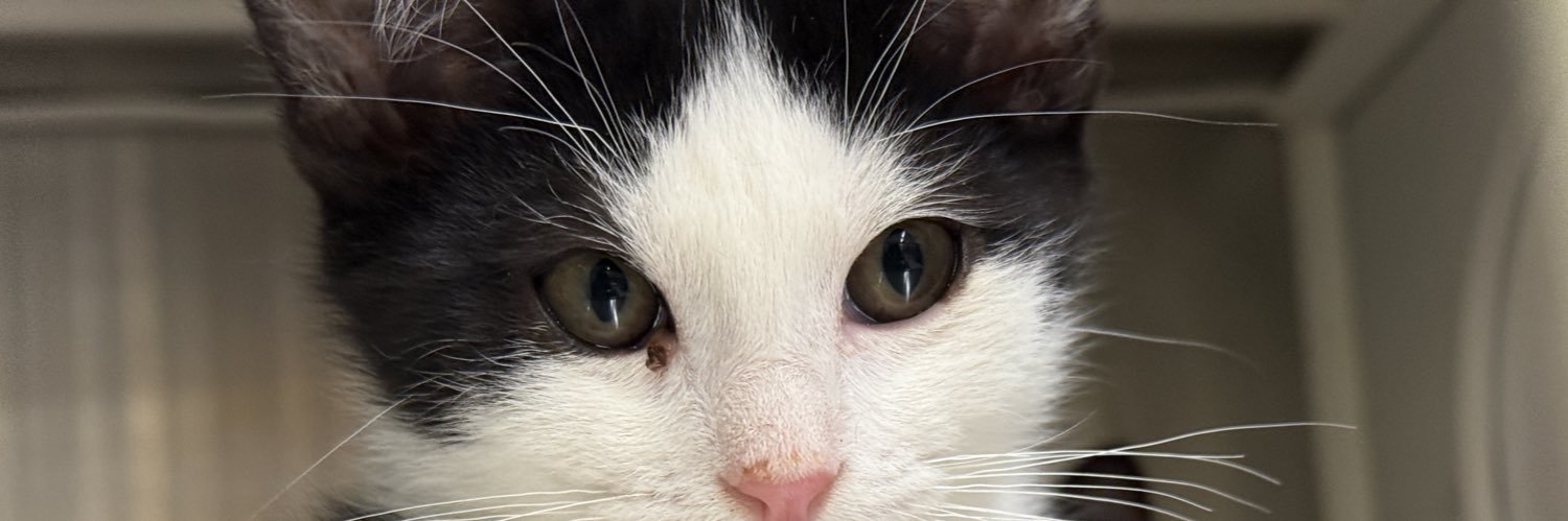 sumi 🌙.✦ banner