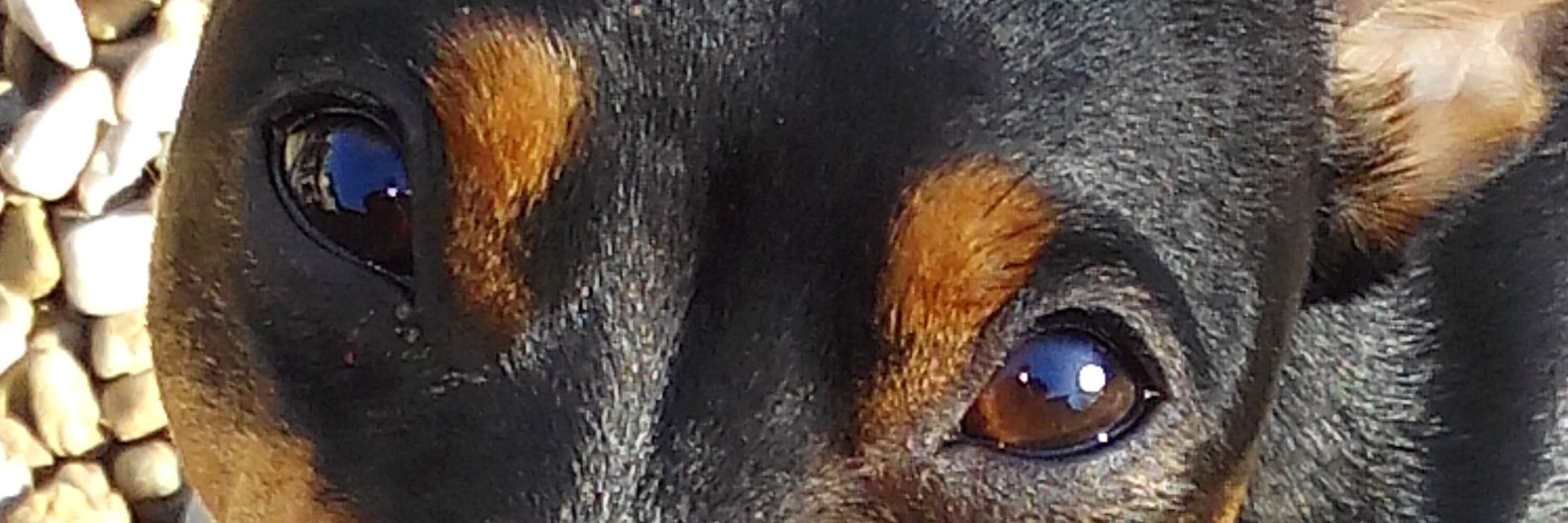 lloccat's profile banner image