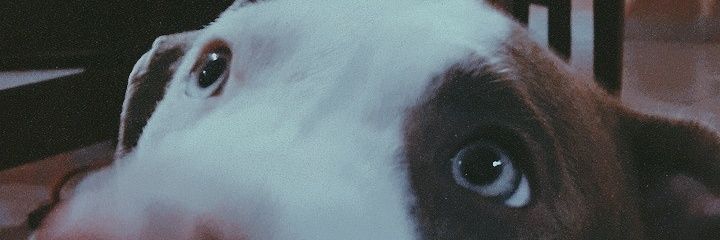 luuesquivel's profile banner image