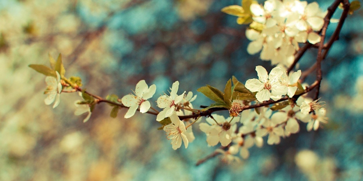 KimLati's profile banner image