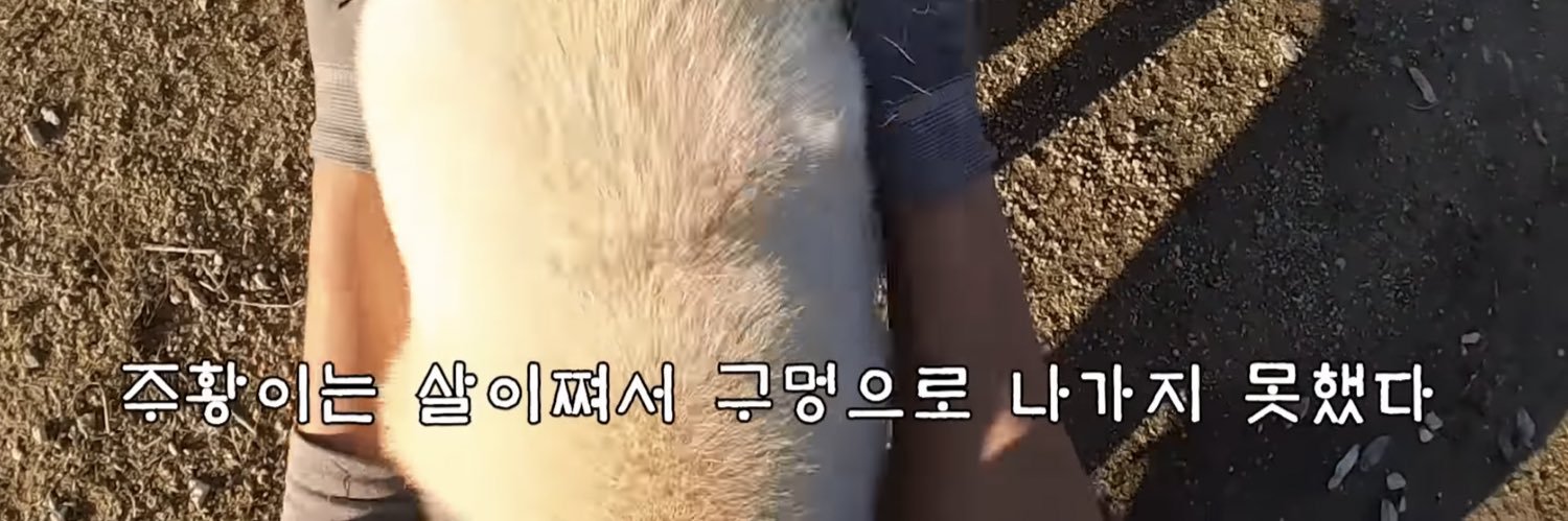 puppysxurus's profile banner image