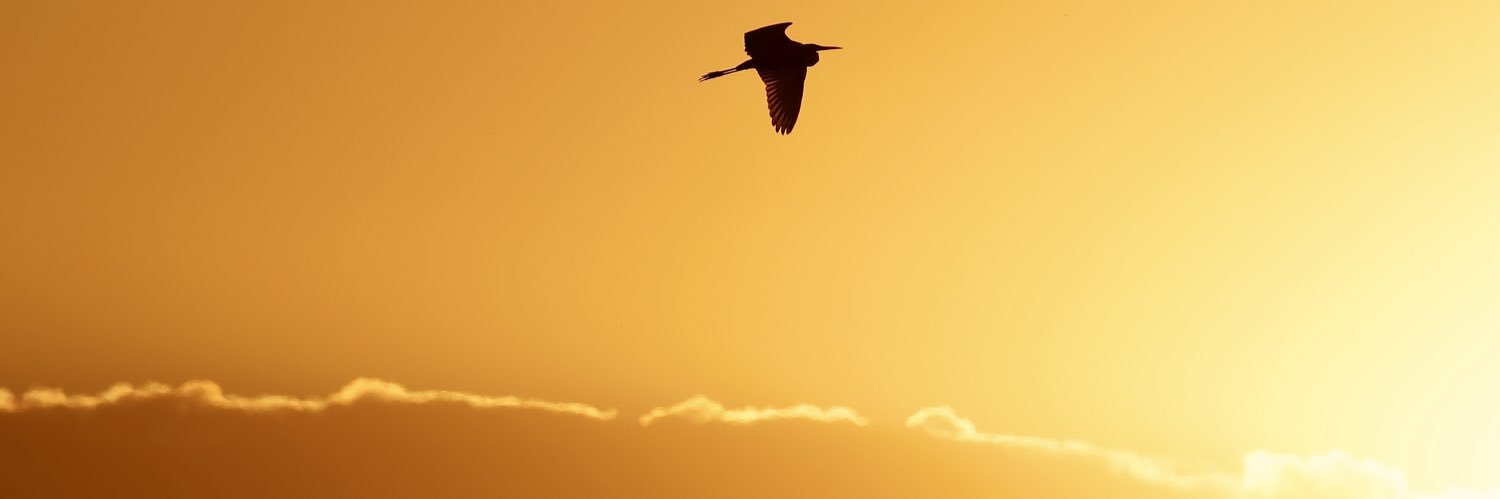 natefields1's profile banner image