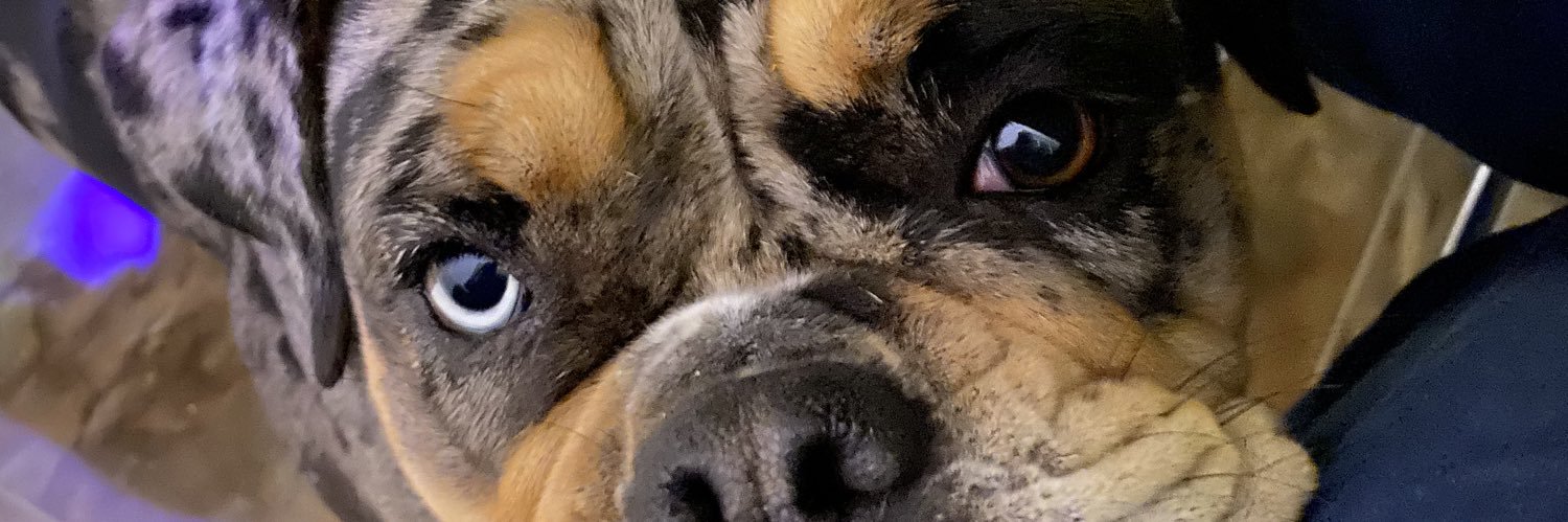 Millie The Olde English Bulldogge 🏴󠁧󠁢󠁳󠁣󠁴󠁿 banner