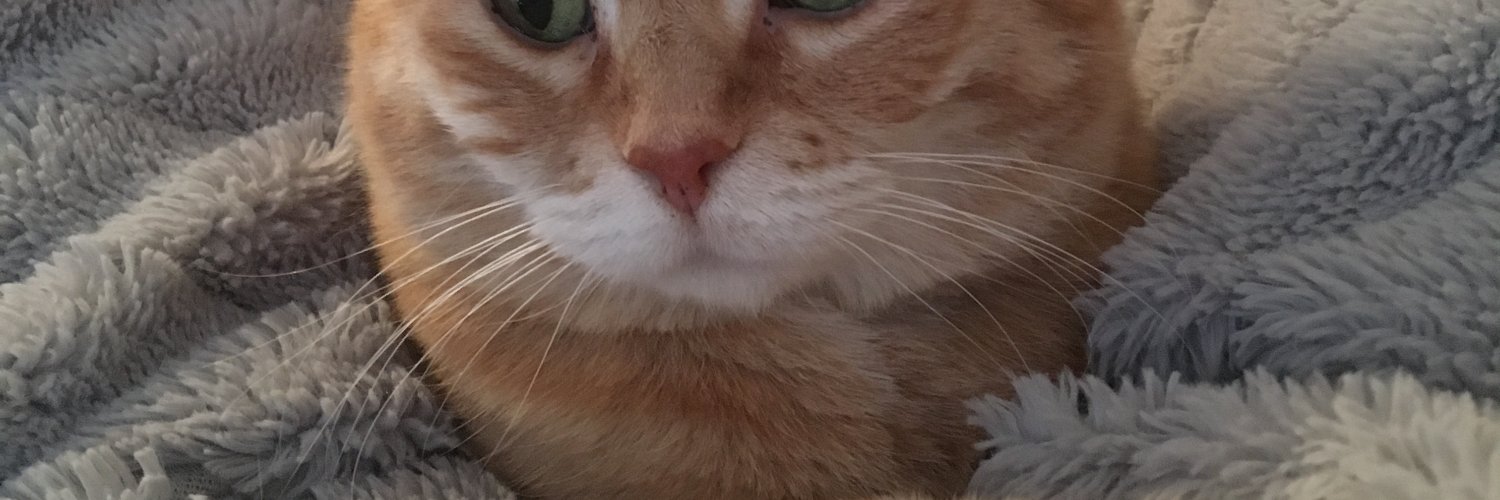 ElviHB's profile banner image
