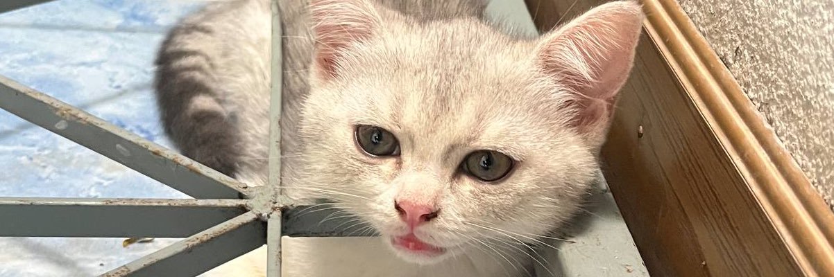 natch_blue's profile banner image