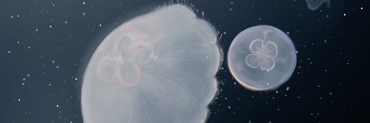 HauMeaa4's profile banner image