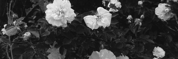 arimuradaily Profile Banner