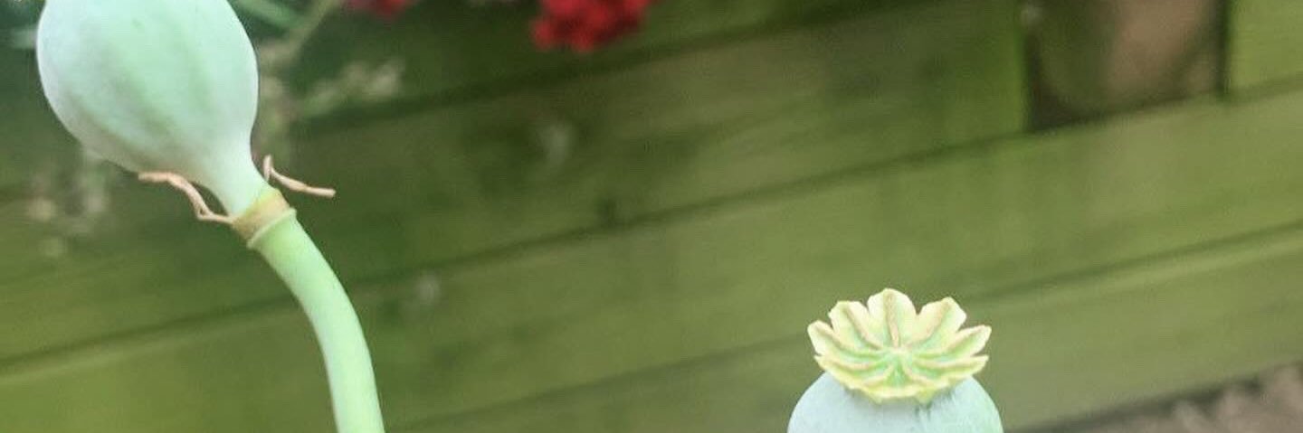 Tarm's profile banner image