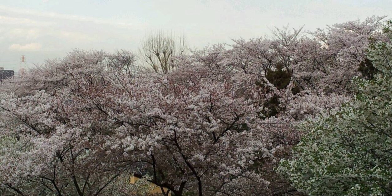 YF_2mori's profile banner image