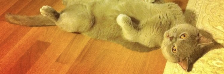 pandaaski's profile banner image