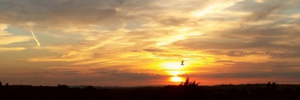 sibex Profile Banner