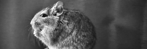 デグーのびび banner