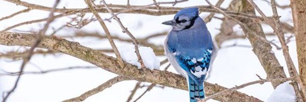 CSJCdn Profile Banner