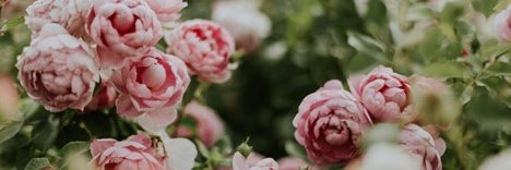CSJCdn's profile banner image