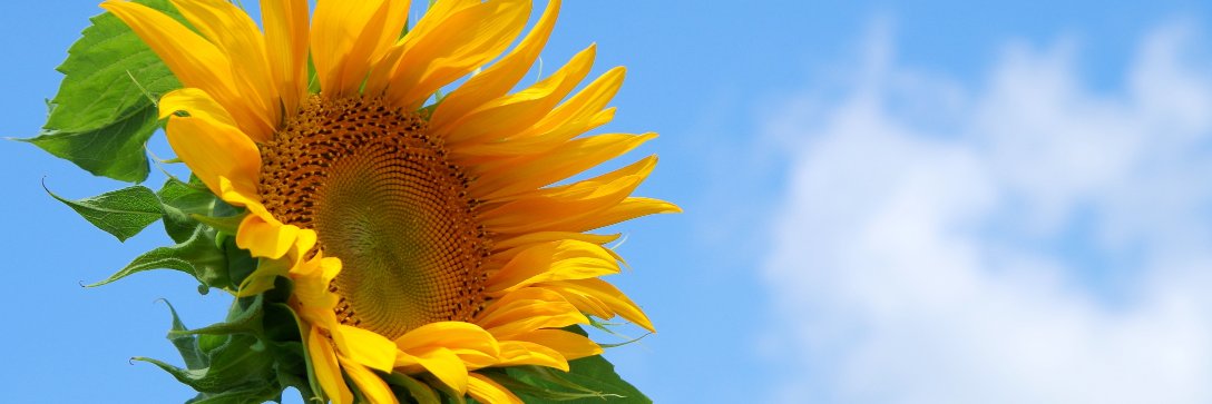 hotheart's profile banner image