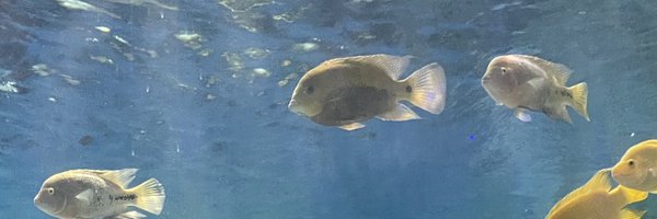 nxtsungho Profile Banner