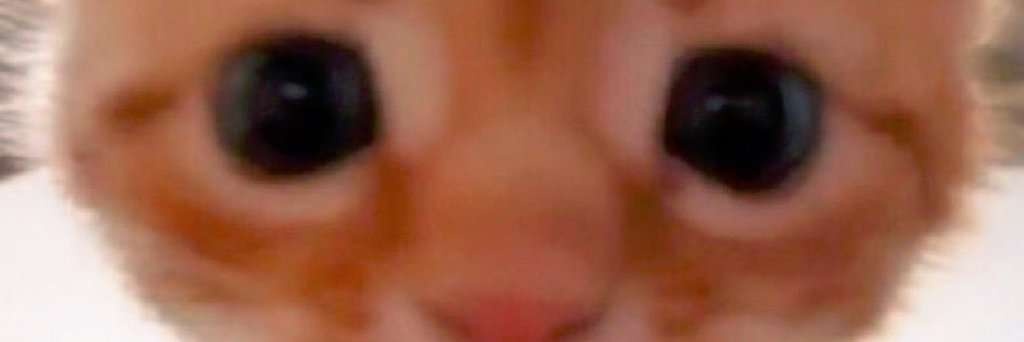 Critter 🏳️‍⚧️ banner