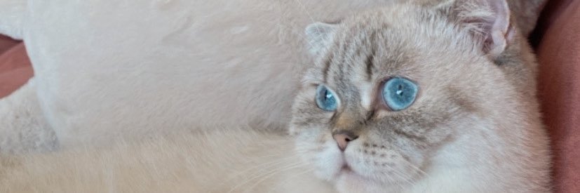 ggulsenc's profile banner image