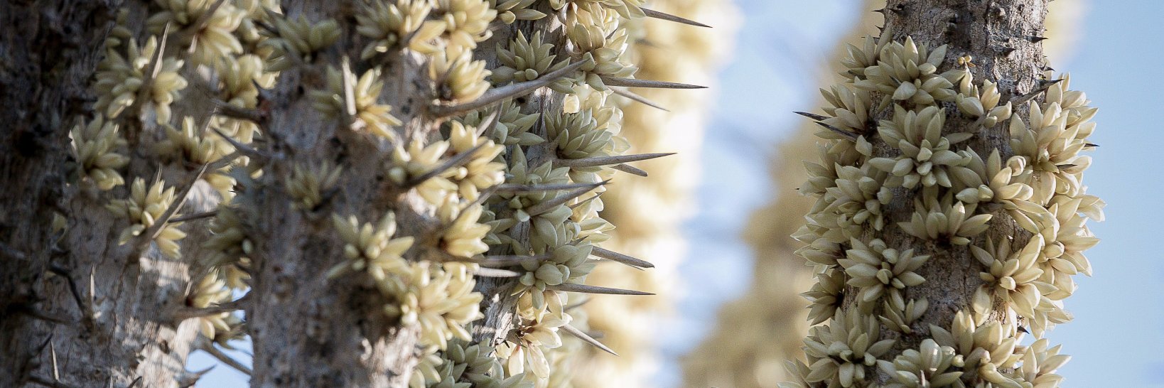 WWF Madagascar banner