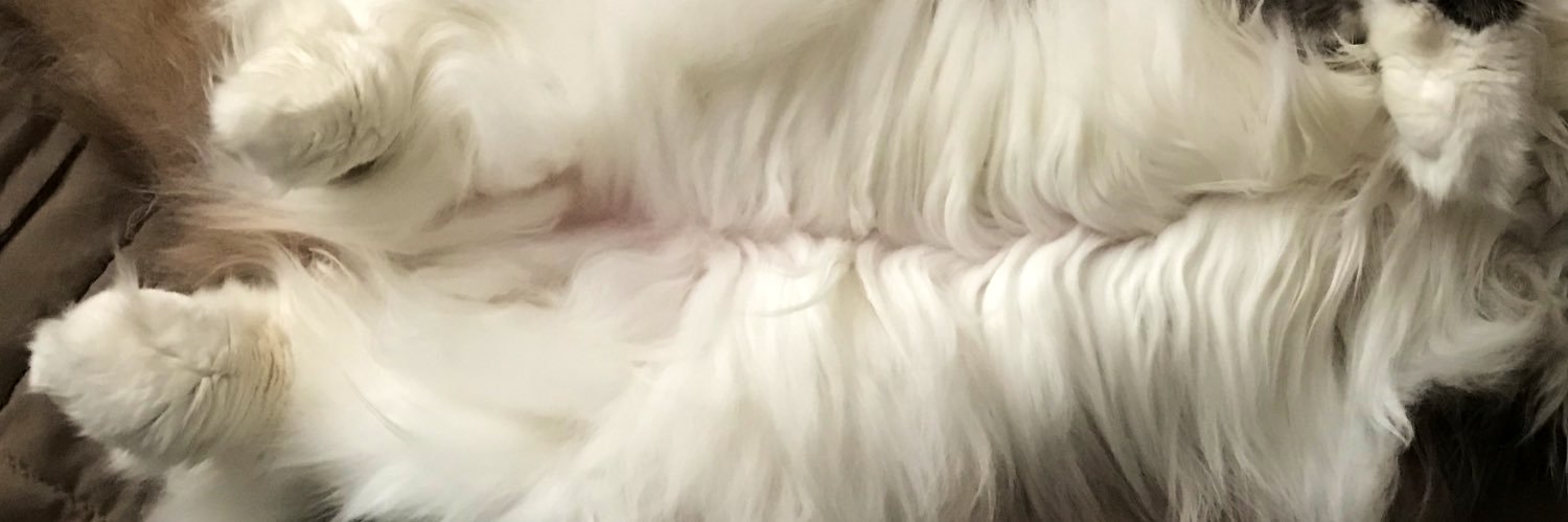 amoebacat's profile banner image