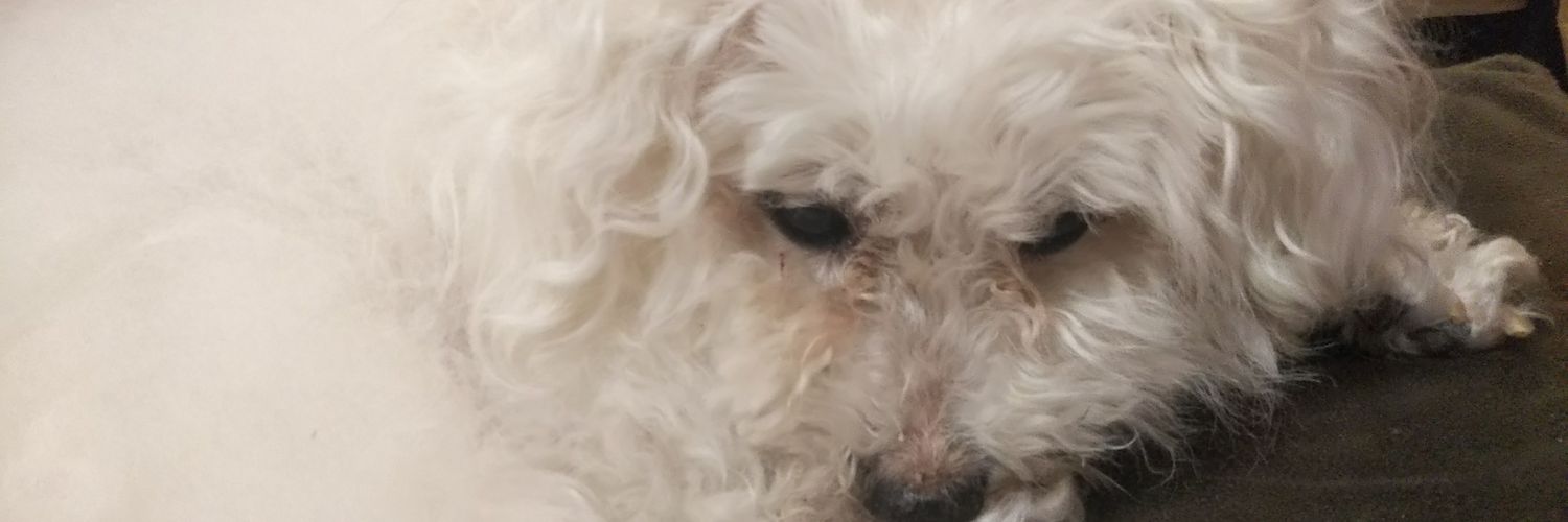 mitsuko_mimi's profile banner image