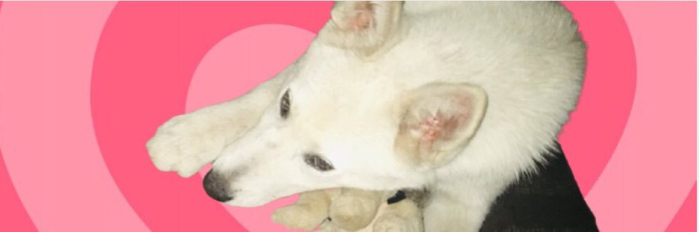 ants_celia's profile banner image