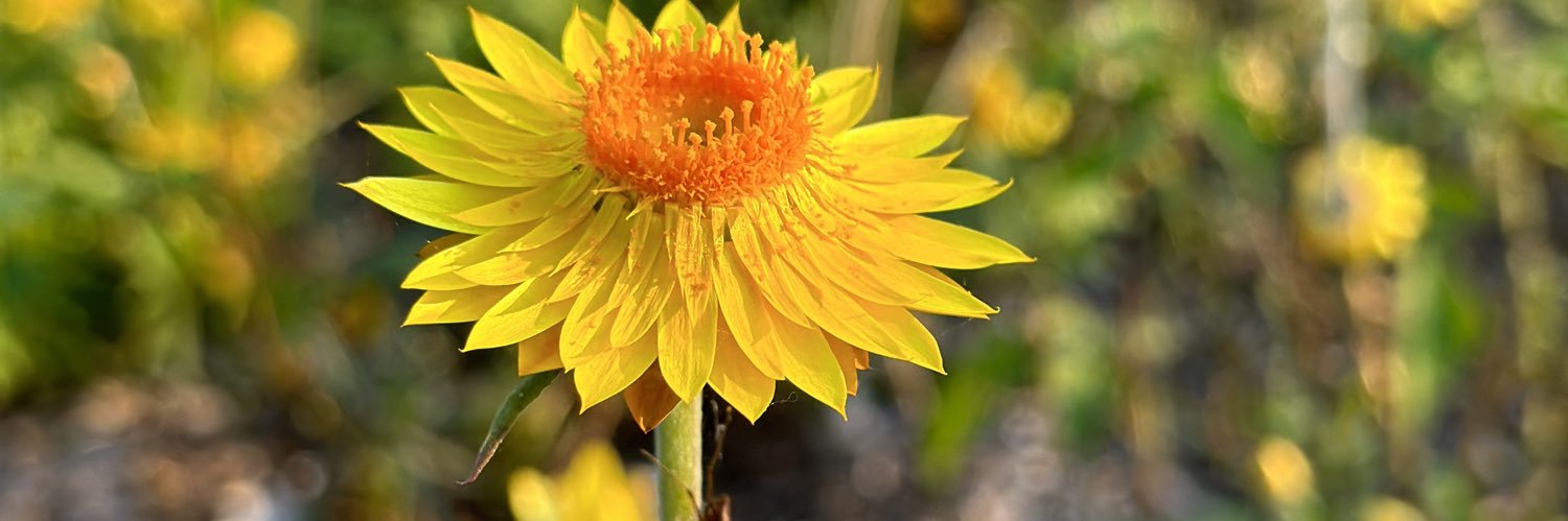 SAINT’S SCHOOL banner