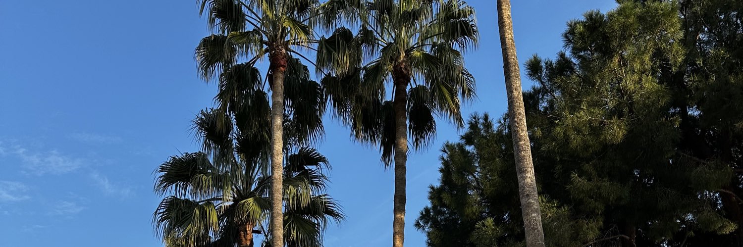 cecee 🧚‍♀️ banner