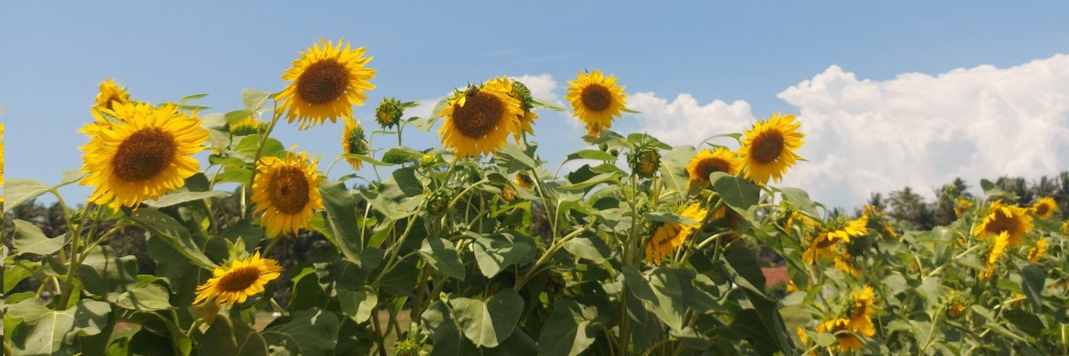 PuputReka's profile banner image