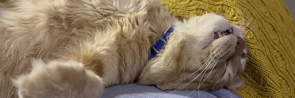 zehraleyna_ Profile Banner