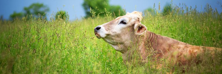 Farm Sanctuary banner