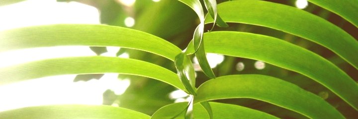 FernSpike's profile banner image