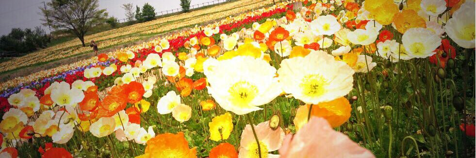 hapihai's profile banner image