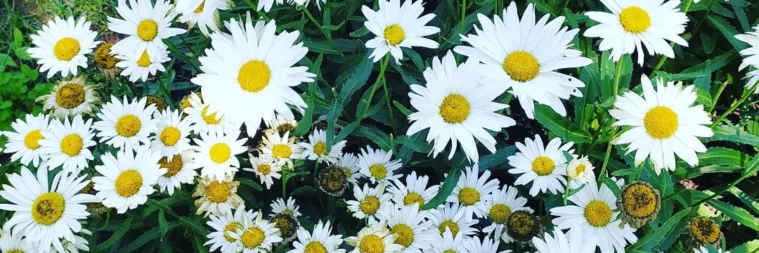 Özkan Başanbaş banner