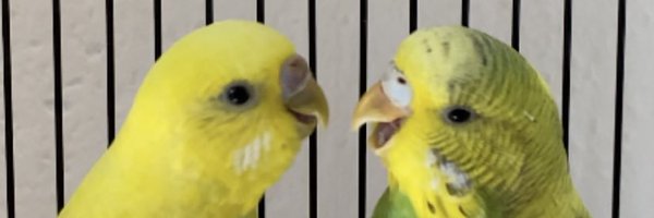 KiffyBird Profile Banner