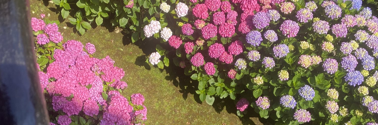 SofiaPadulles's profile banner image