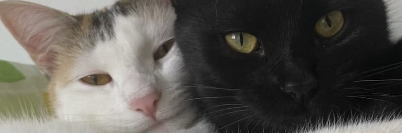 gustavodalmora's profile banner image