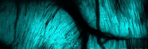 dkneurolab Profile Banner