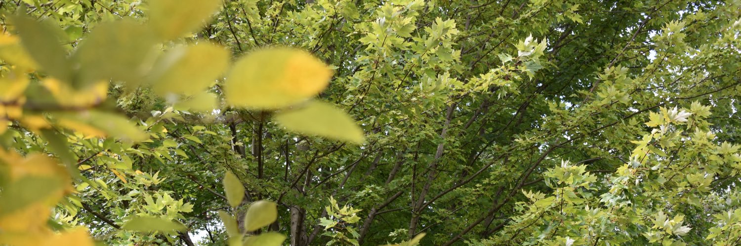 Dathe Beni-Mess, MD PhD banner