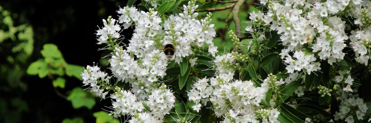 Holly M. Boydell banner