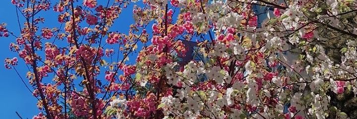 Art3mis1655's profile banner image