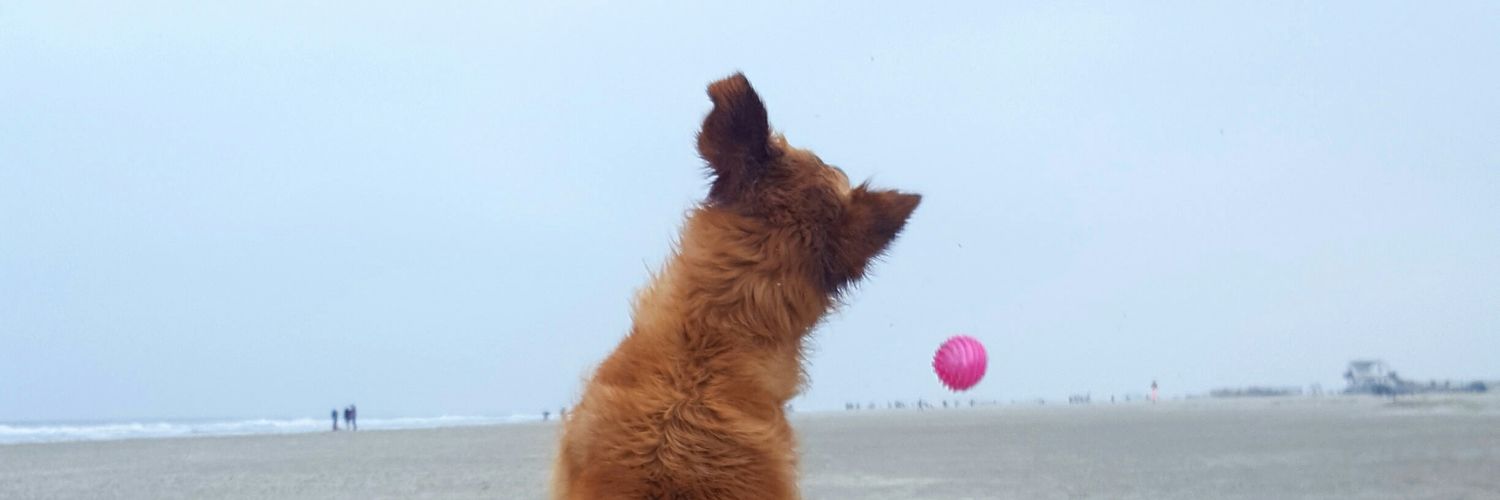 peggyrazzi's profile banner image
