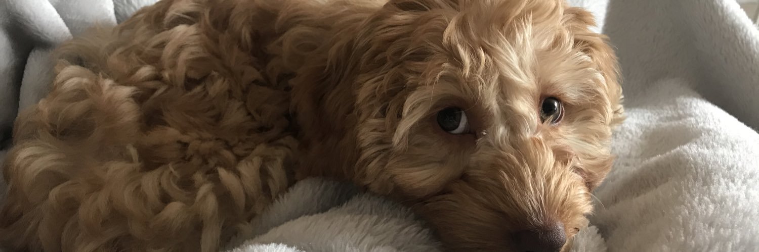 faye_bubbalay's profile banner image