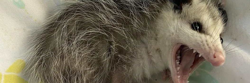 possumchode's profile banner image
