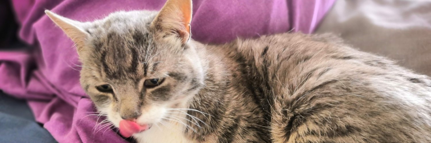 PericlesCat's profile banner image